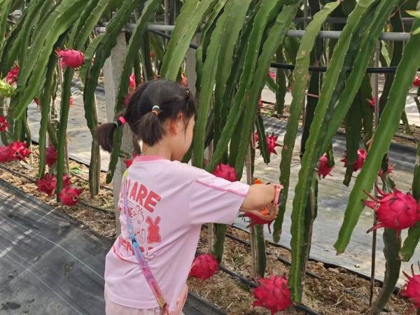 采摘体验(7-11月)